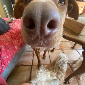 Meet your Posher, Diane